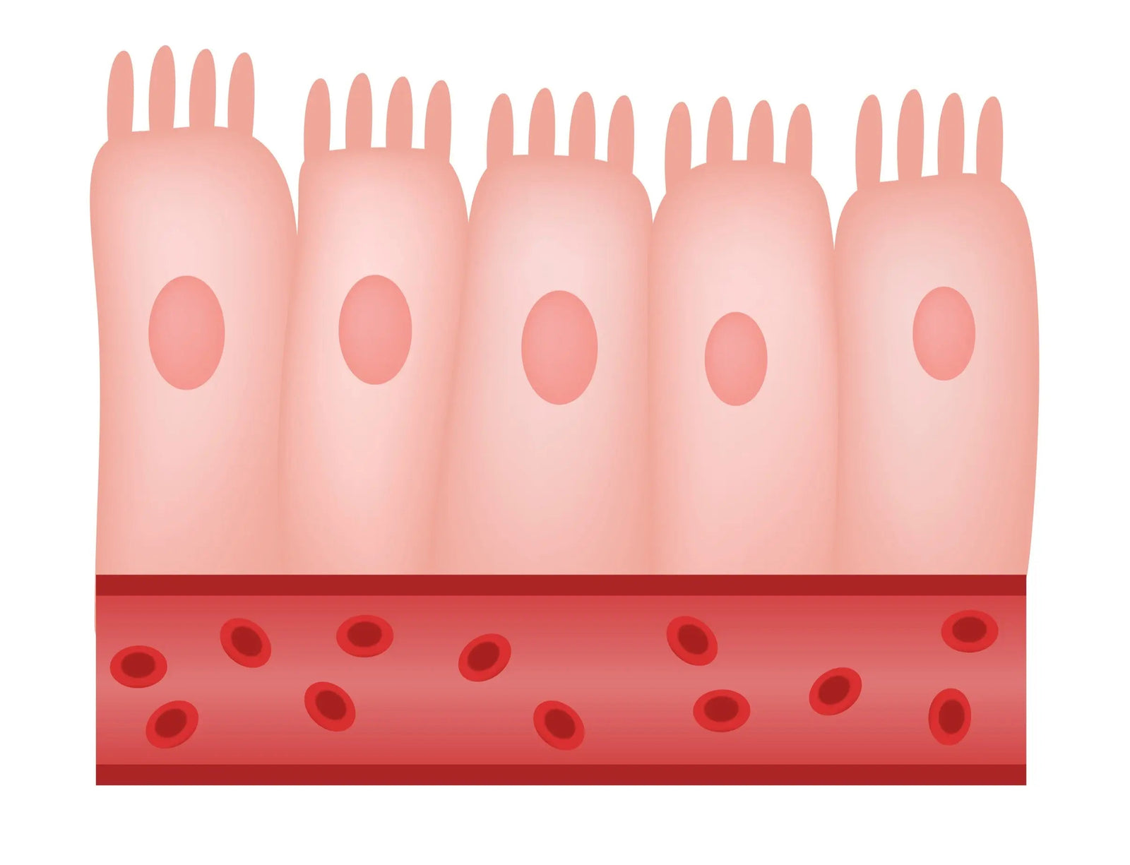 Collagen is More Than the Sum of It's Parts!