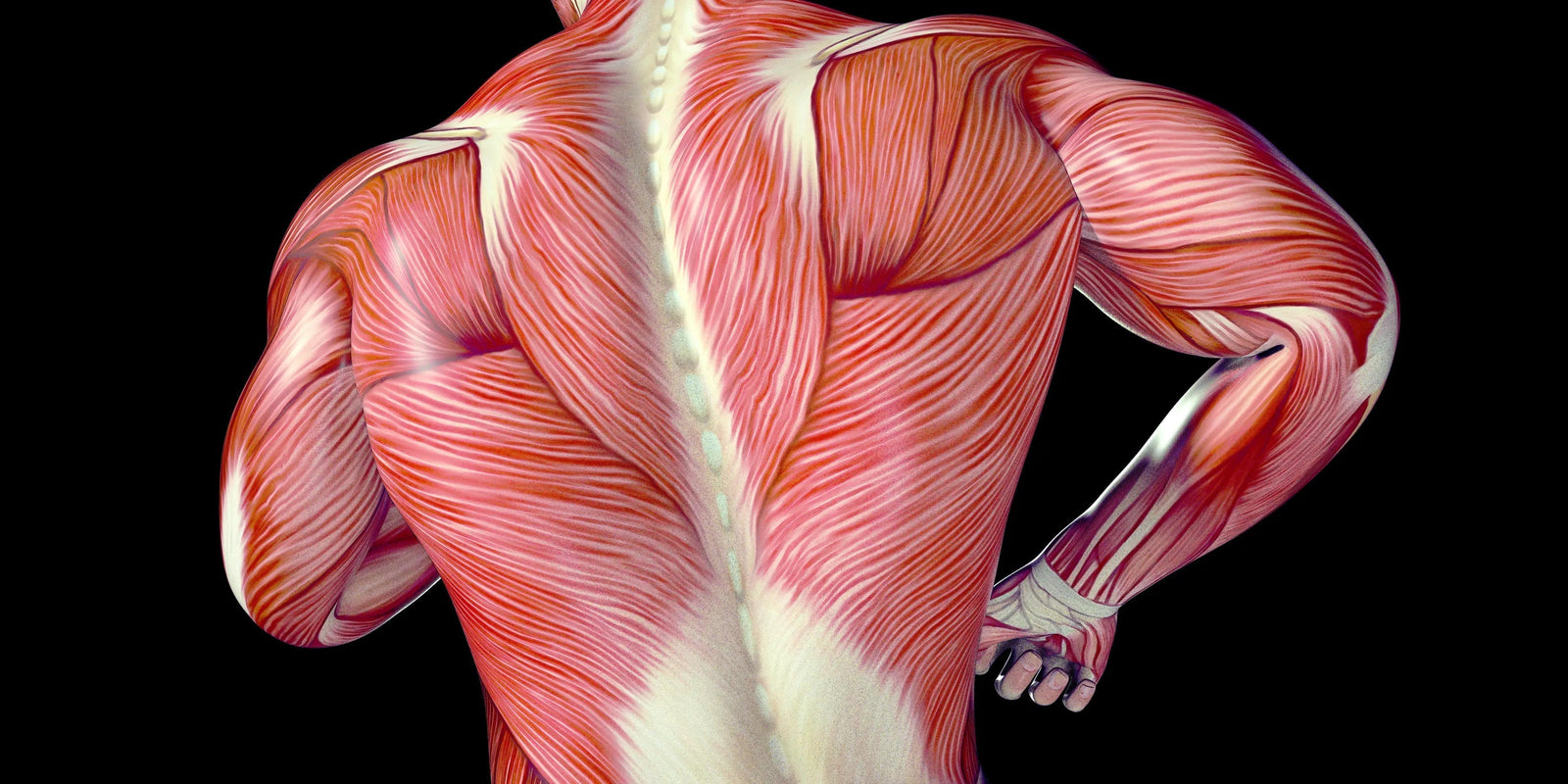 Why take liver with your bone broth for collagen production?