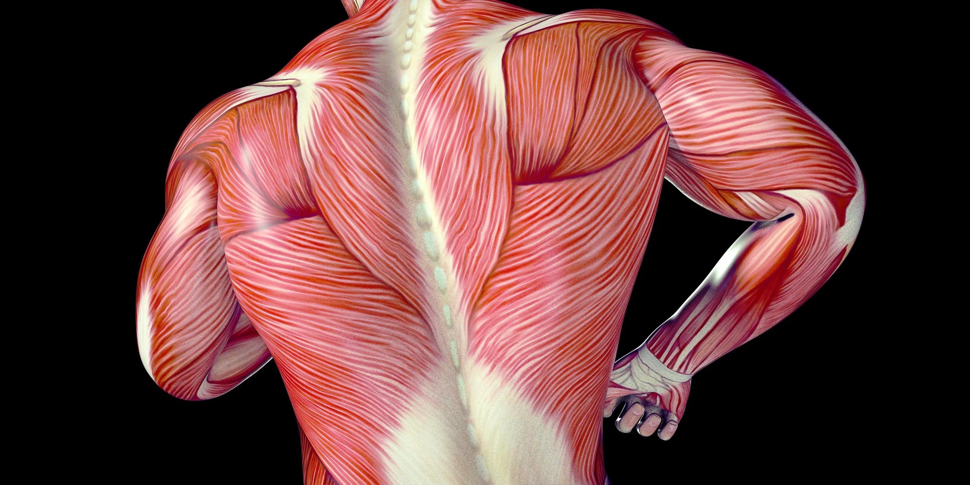 Why take liver with your bone broth for collagen production?