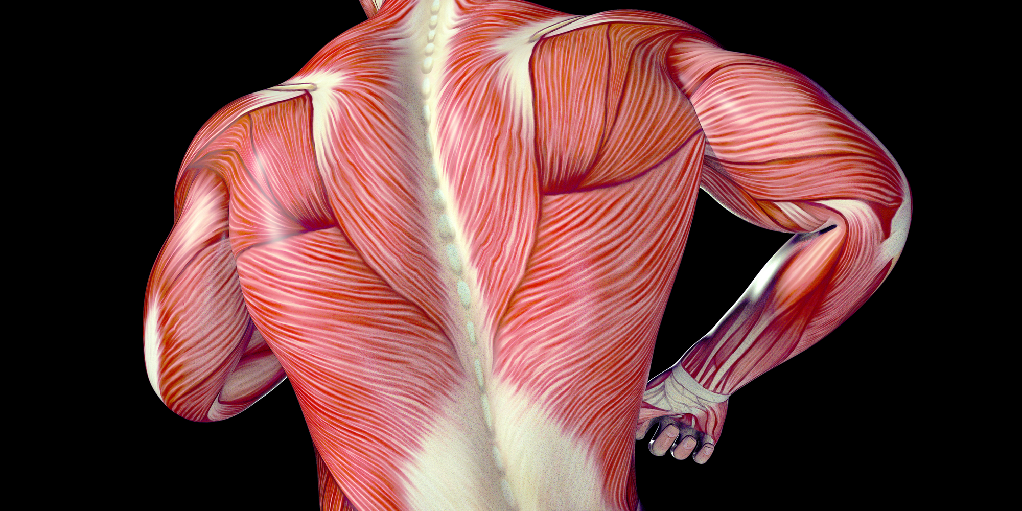 image showing man's back muscles and fascia